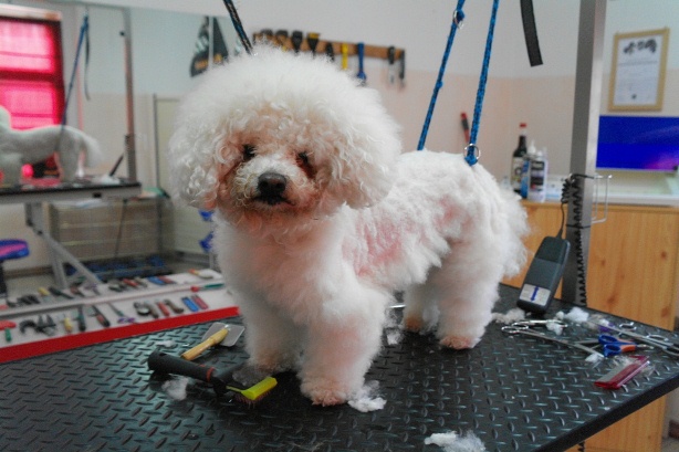 Bichon
